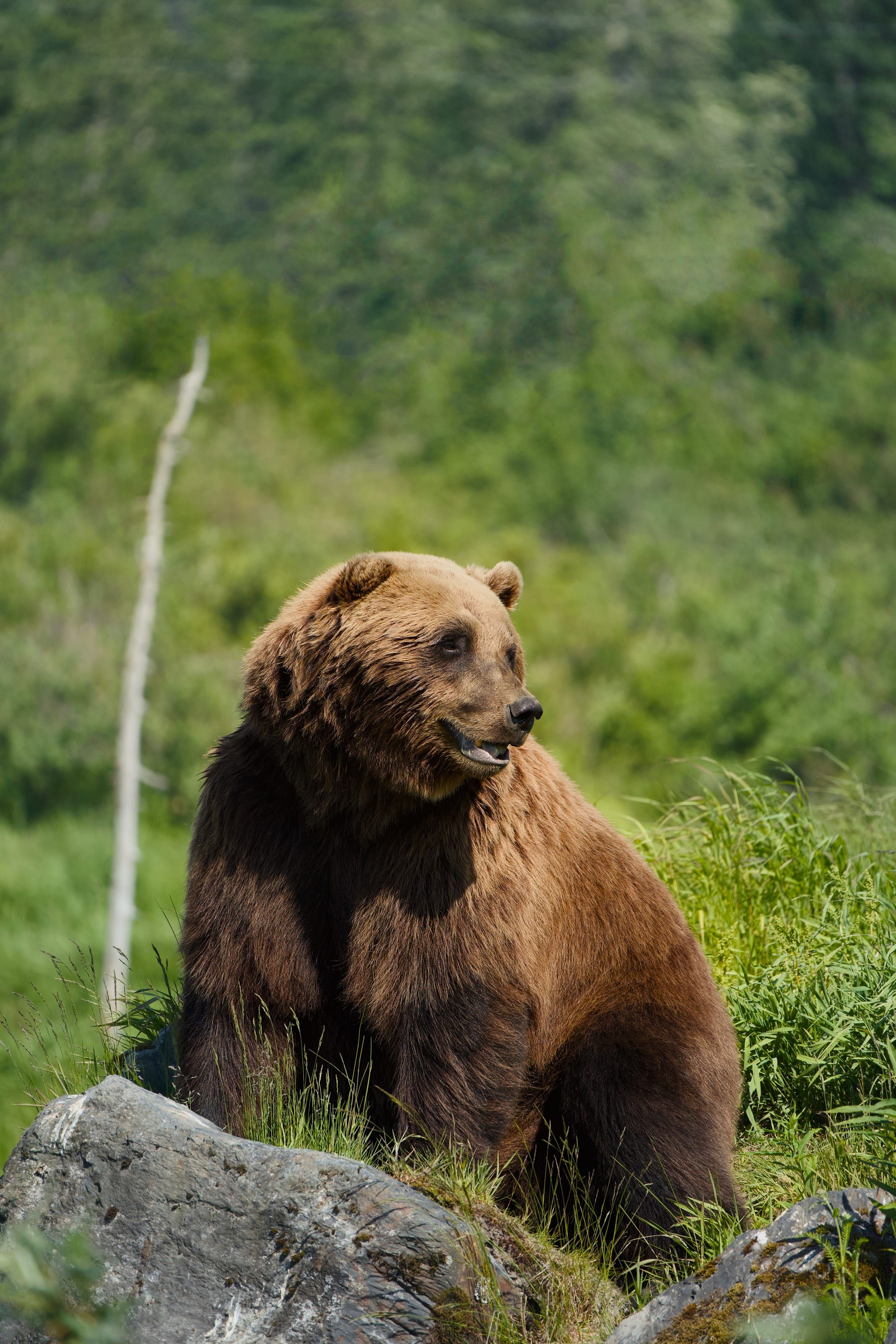 Animals gallery